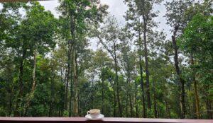 coffee estate in coorge